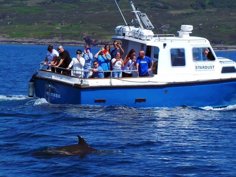 Wildlife boat tour passengers spotting dolphin near shore
