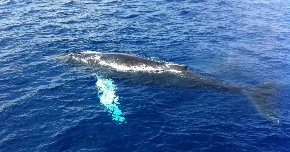Unforgettable Whale Watching in Kailua-Kona, Hawaii