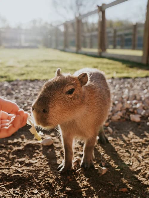 Zoo in Cleveland, Vermont