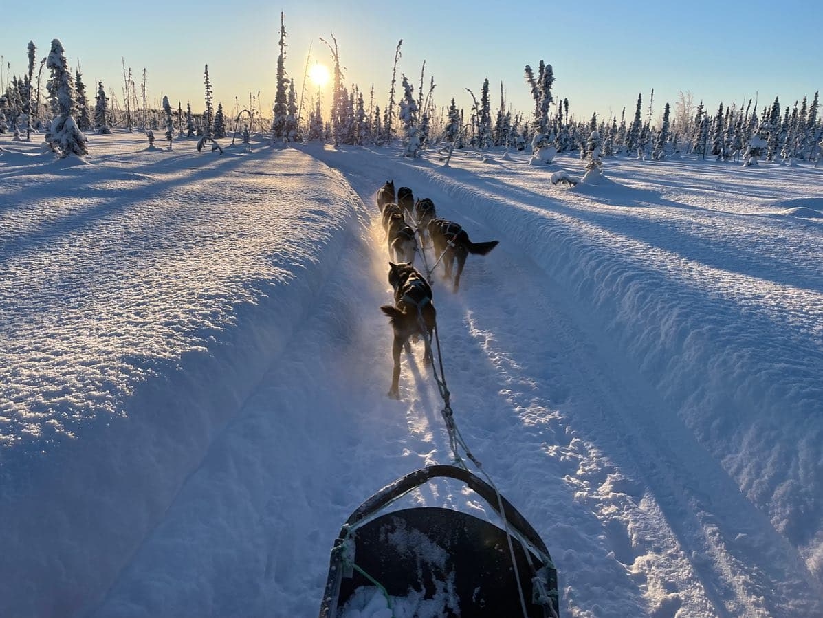 Dog sled team mushing across snowy Alaskan winter trail