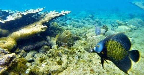 Colorful reef fish swimming over coral garden in shallow sea