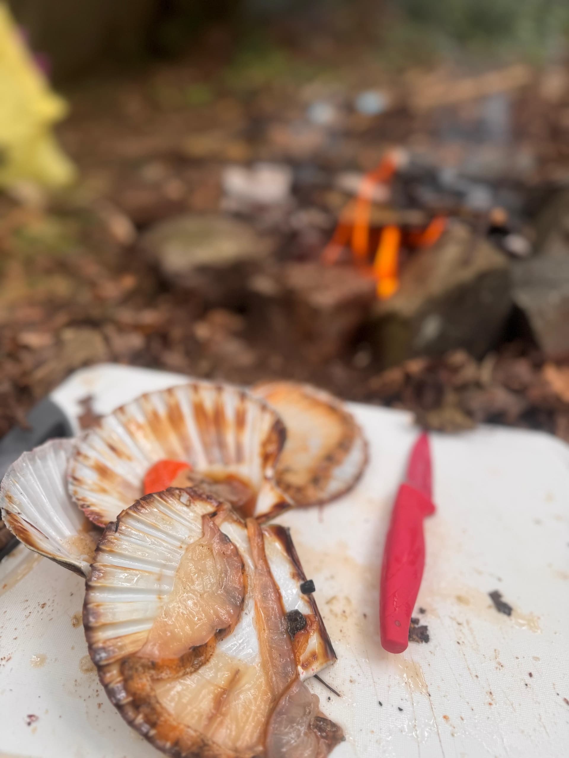 Foraging the Wild Atlantic Way: Seasonal Foraging Events in Donegal photo 1