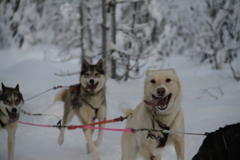 Winter Wildlife & Aurora Tour with Polar Lights Tours