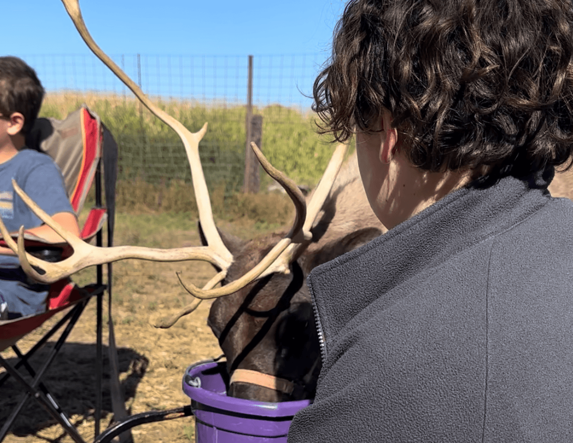Wildlife & Nature: Private Reindeer Experience at Riverdale
