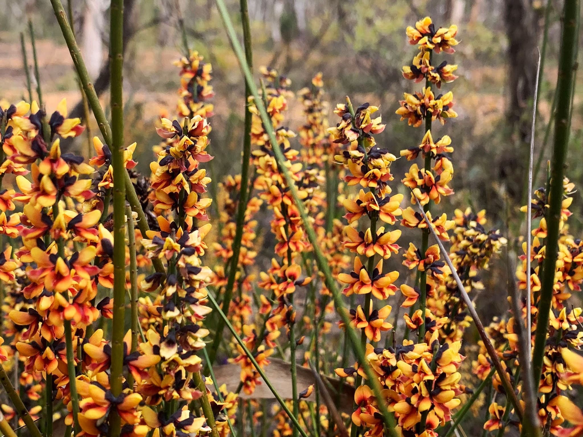 Perth Wildflower Drives and Walks: Private Day Tours in the Perth Hills photo 2
