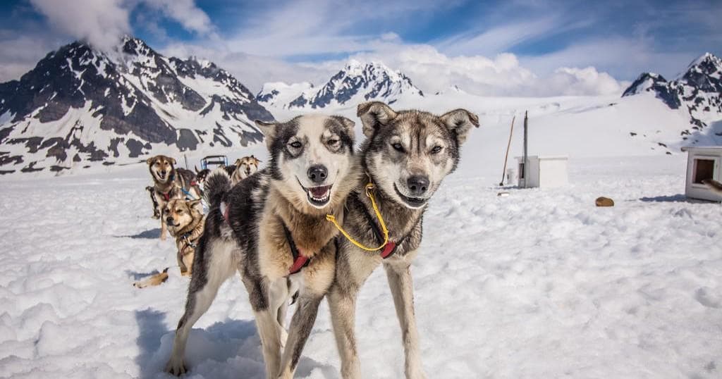 Seward Helicopter & Godwin Glacier Dog Sled Tours, Alaska