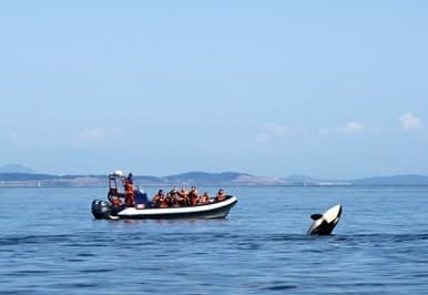 Orca Spirit Adventures team