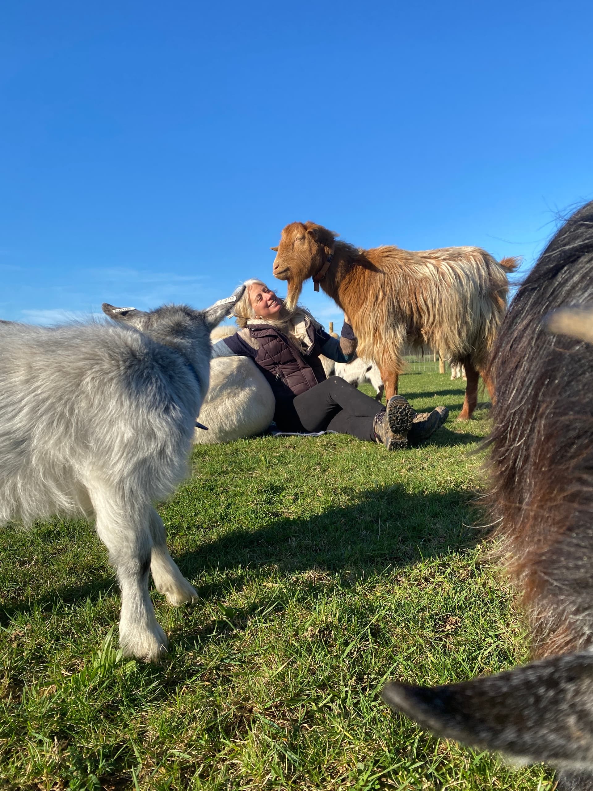 Quiet Time with Goats and Sheep at Wild Woodland Retreat — Elham, Kent