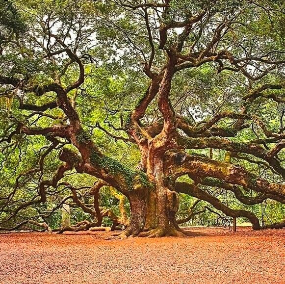 Massive live oak with sprawling branches at Angel Oak Park, Charleston