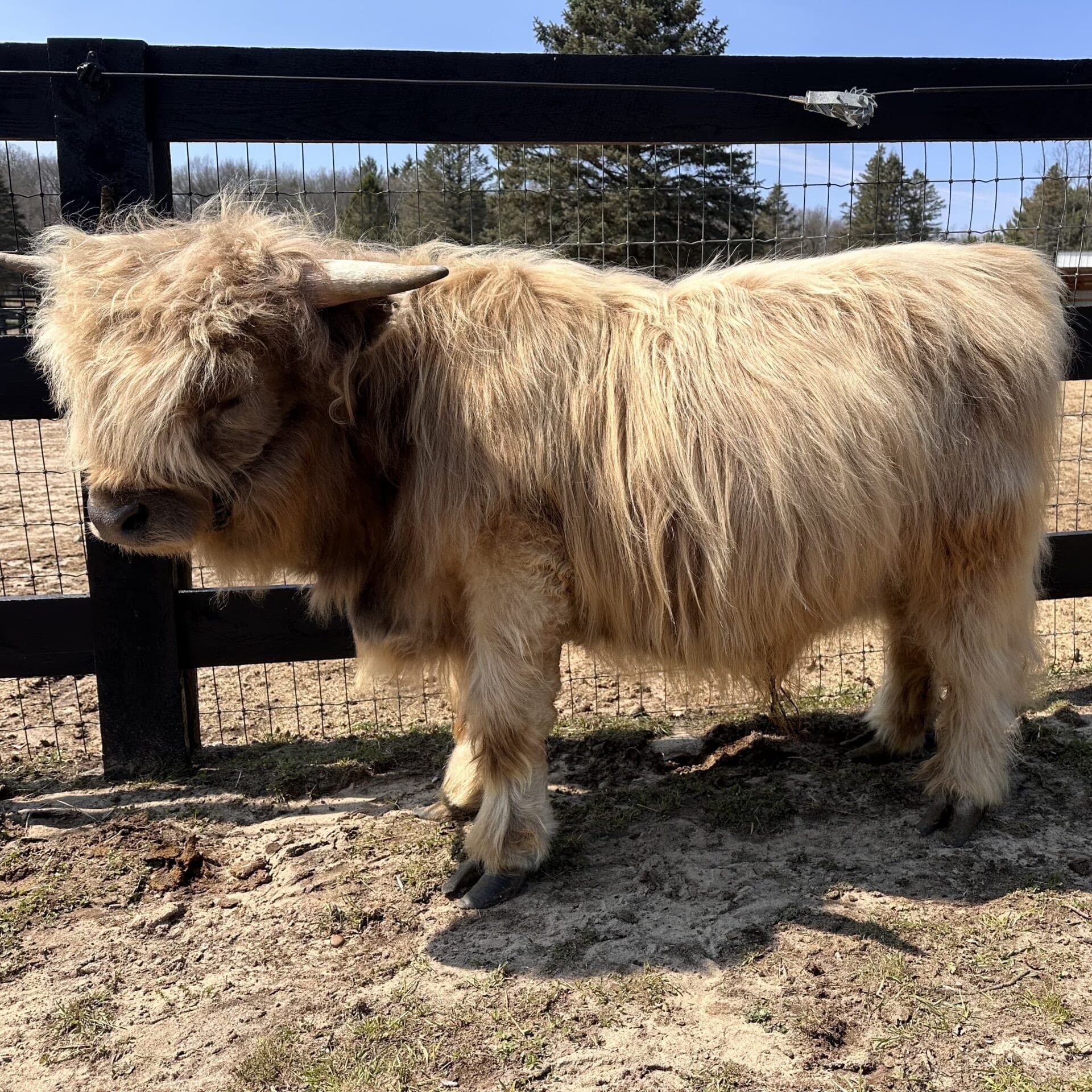 Mobile Party: Bring Little Hoof Farms Miniature Petting Zoo to Your Holly, Michigan Event