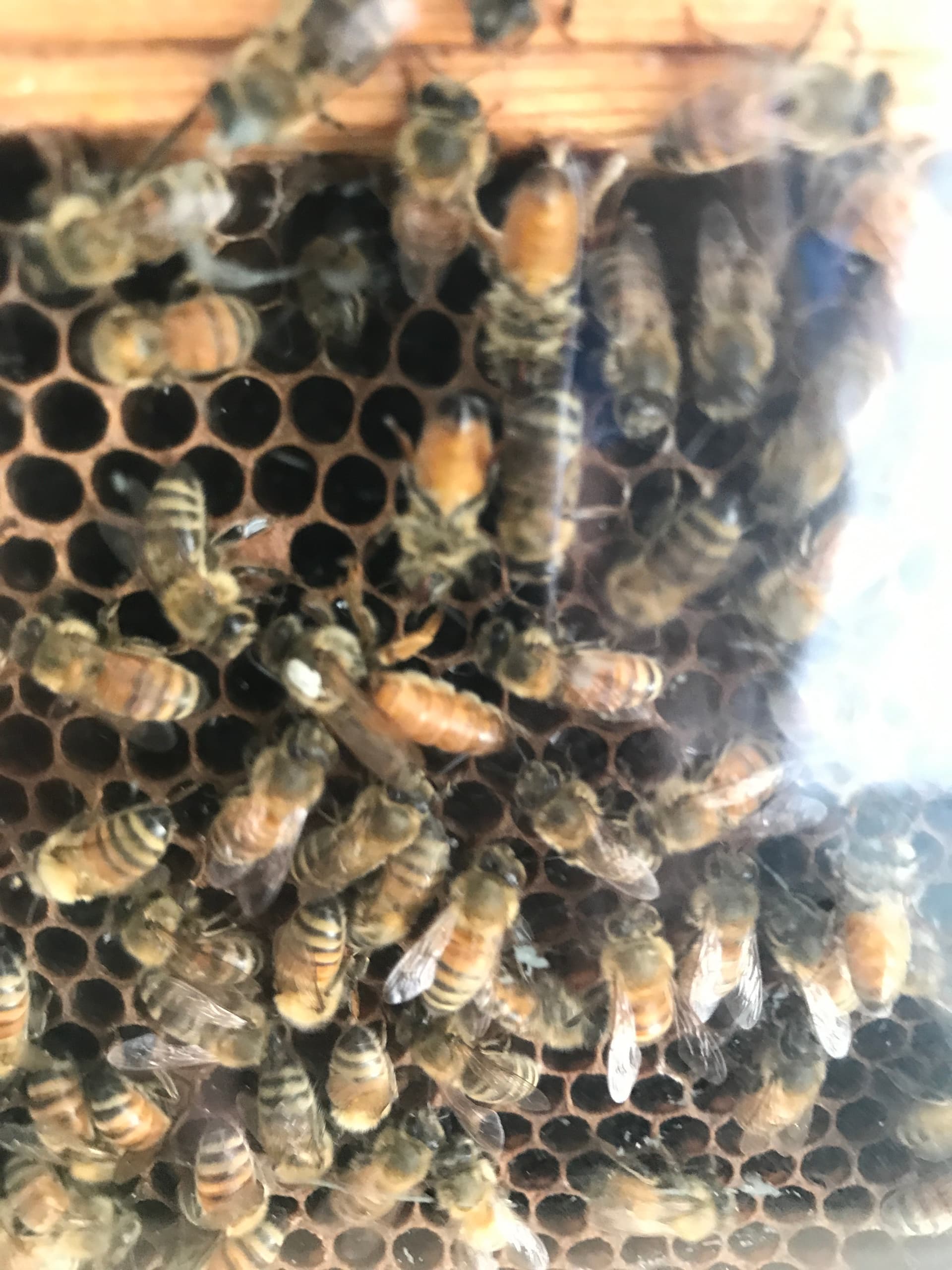 Bee Inspired: Celebrate World Bee Day at Coastal Discovery Museum in Hilton Head Island