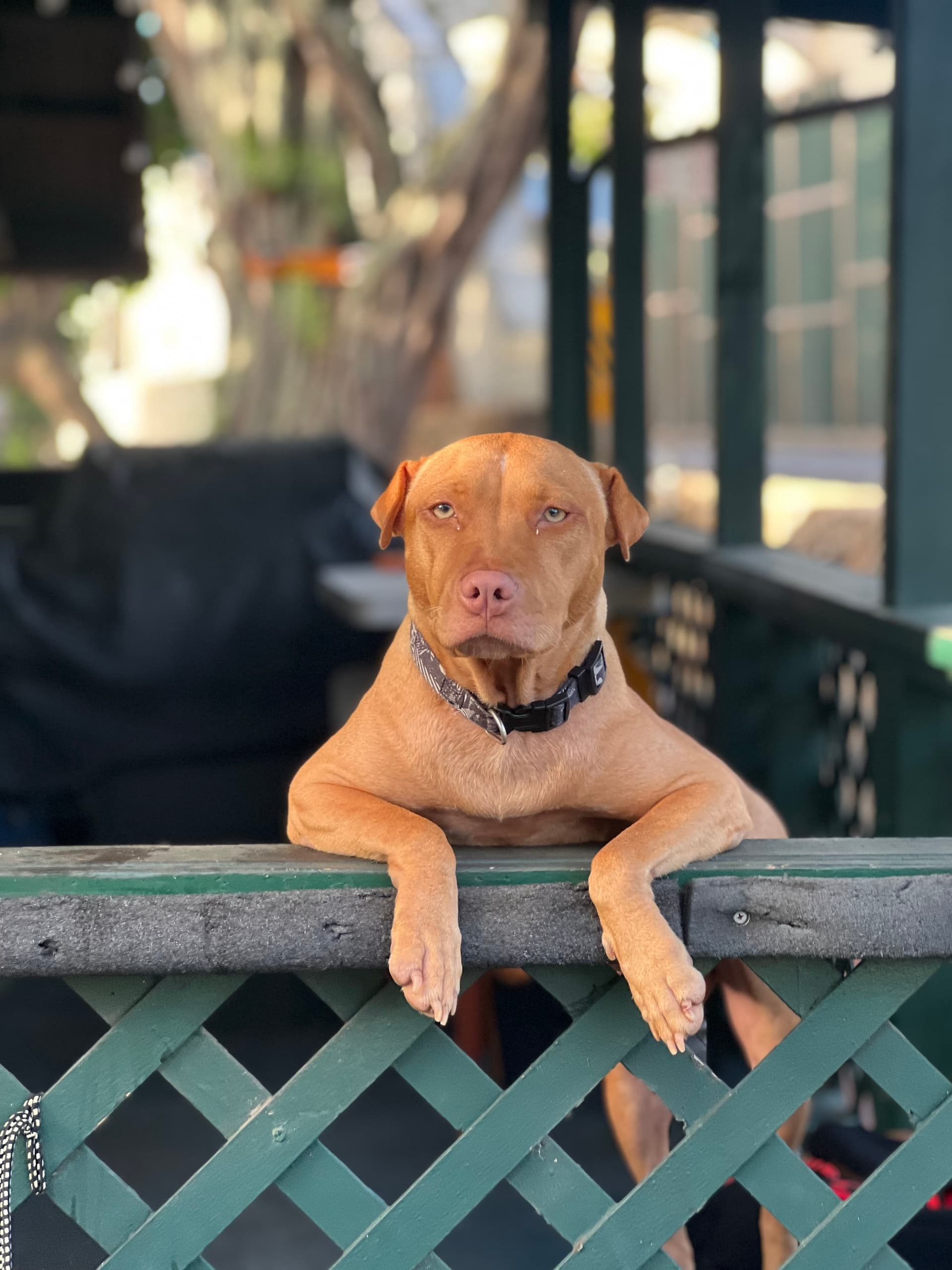 Meet Rescue Dogs at SUPDog Hawaii in Haleiwa, HI