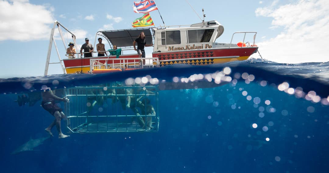 Haleiwa Shark Tours team