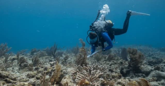 Hands-On Coralpalooza in Key Largo: Reef Restoration Dives with Rainbow Reef Divers Boat