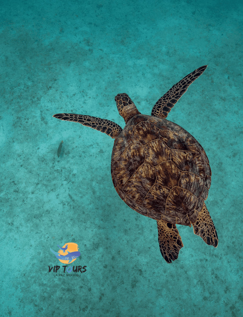 Sea Lion Snorkel Adventure with La Paz VIP Tours