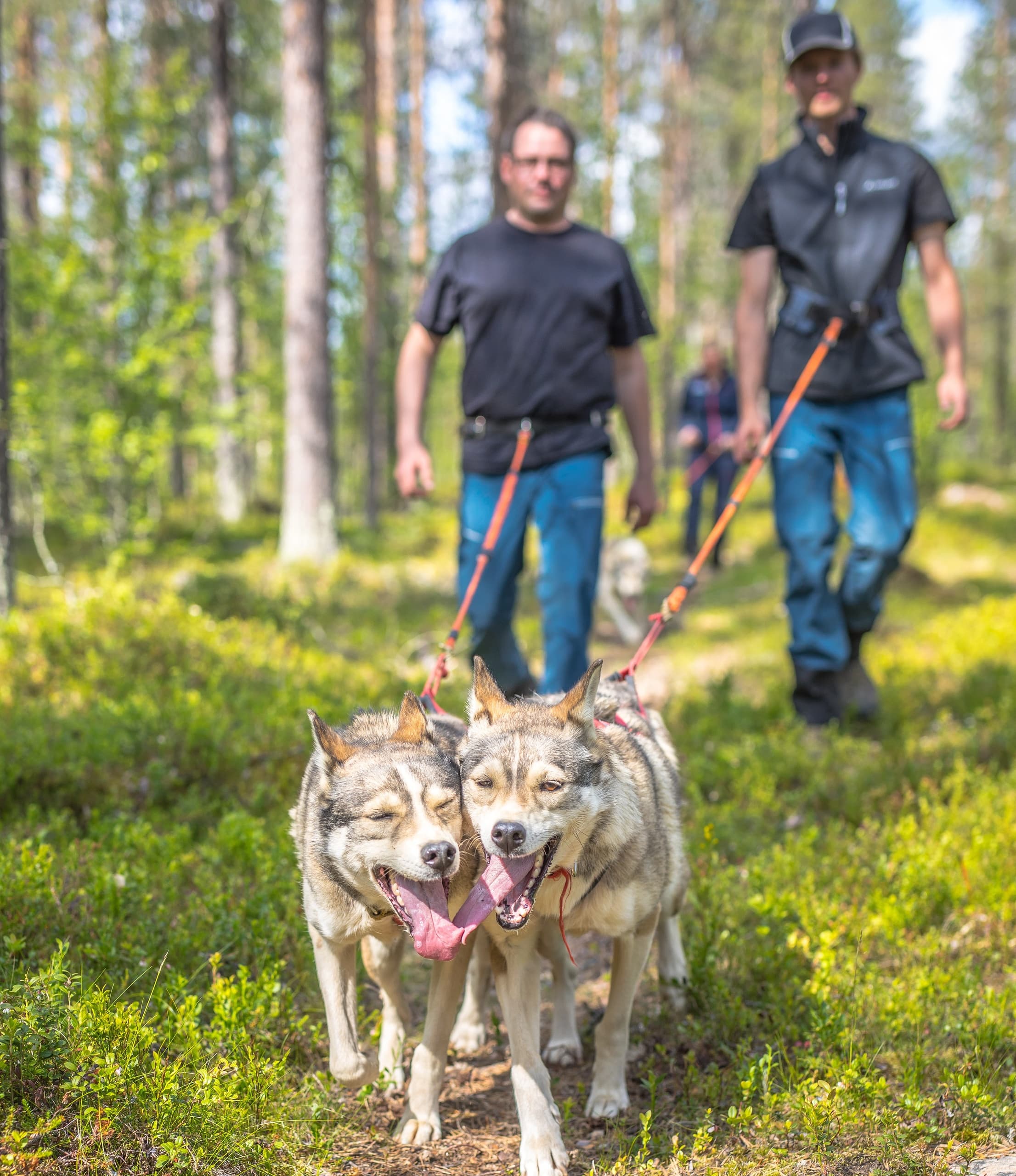 Outdoor Adventure: Hiking with Huskies at Polar Lights Tours