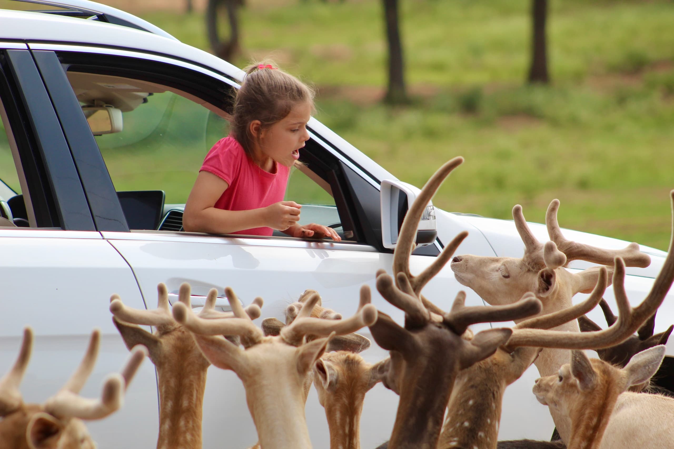 Child feeding deer from car at drive-through wildlife park encounter
