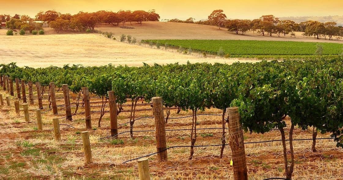 Wine & Cider Tasting Tour in Penneshaw, South Australia