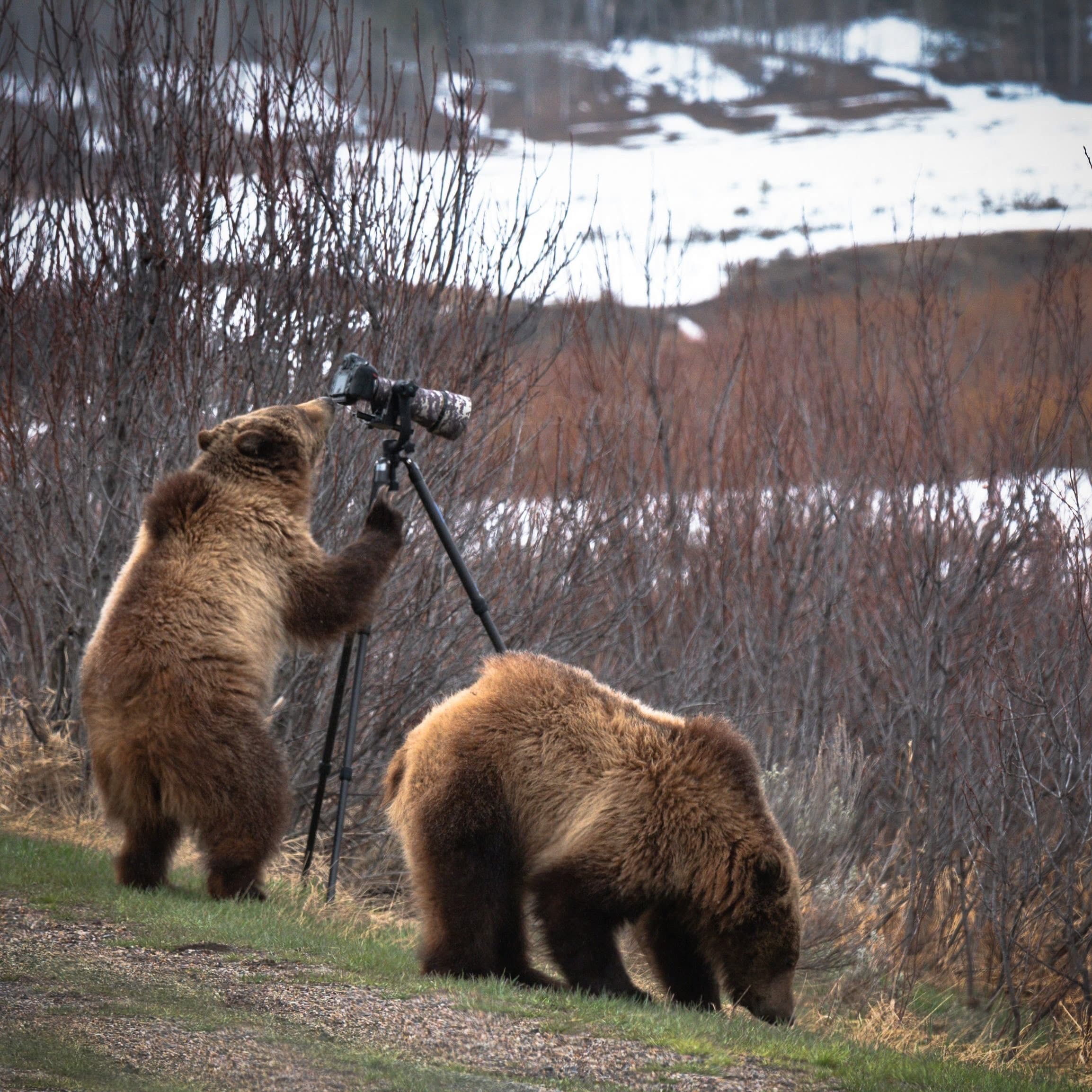 Grizzly bears near tripod camera on roadside in Yellowstone wildlife viewing