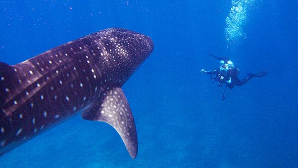 Diver beside whale shark in open blue water off Lahaina, Maui