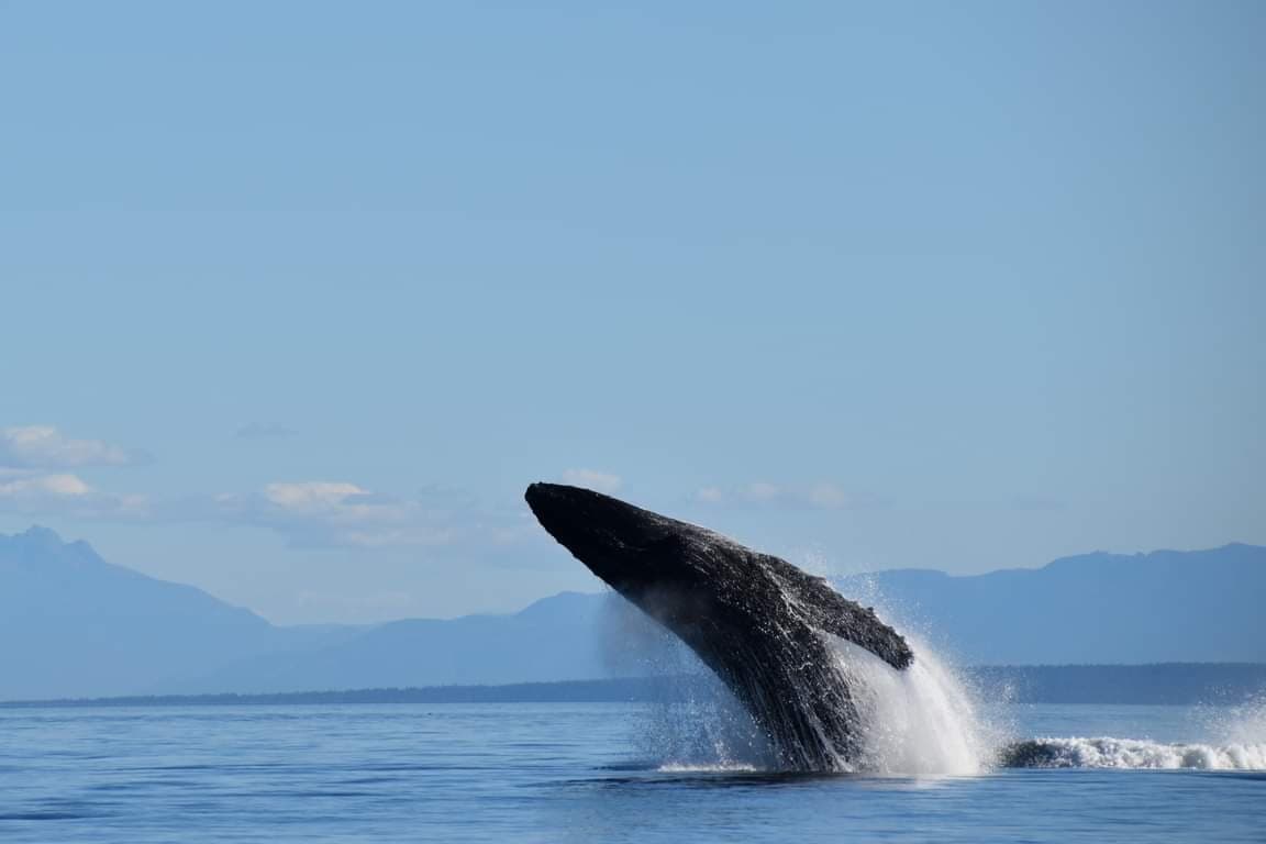Water-Activities with Quadra Island Boat Tours