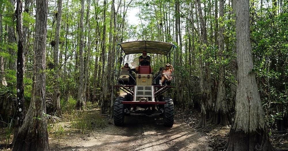 Swamp buggy driving through cypress forest trail in Everglades