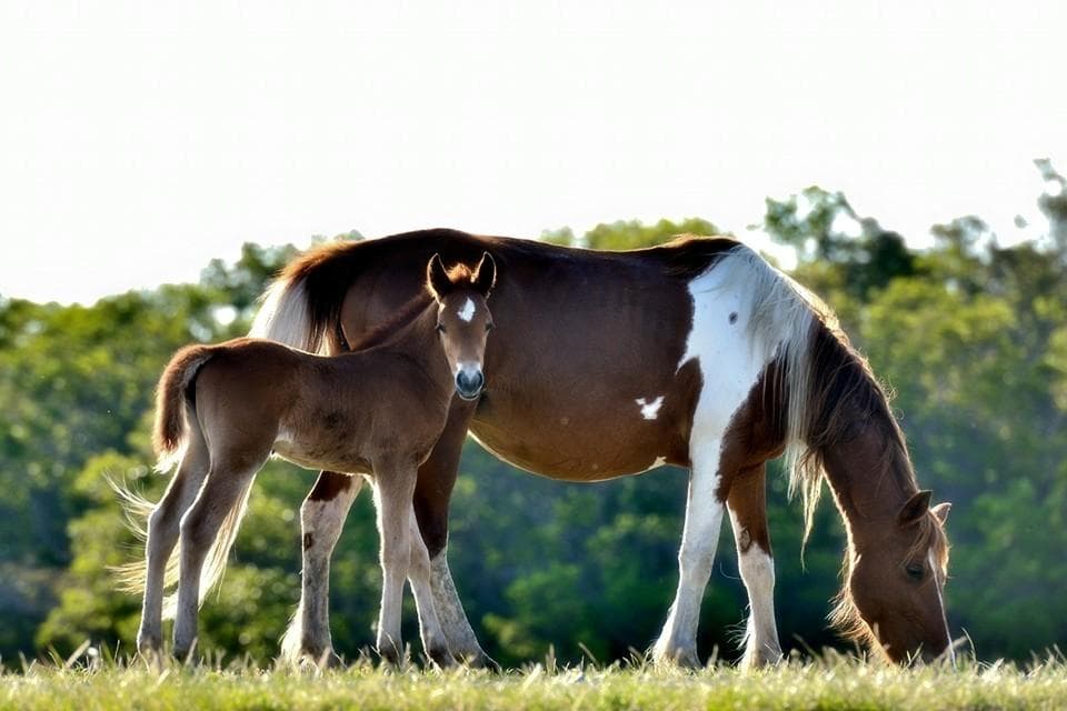 Mother pony and foal grazing on sunlit coastal grassland