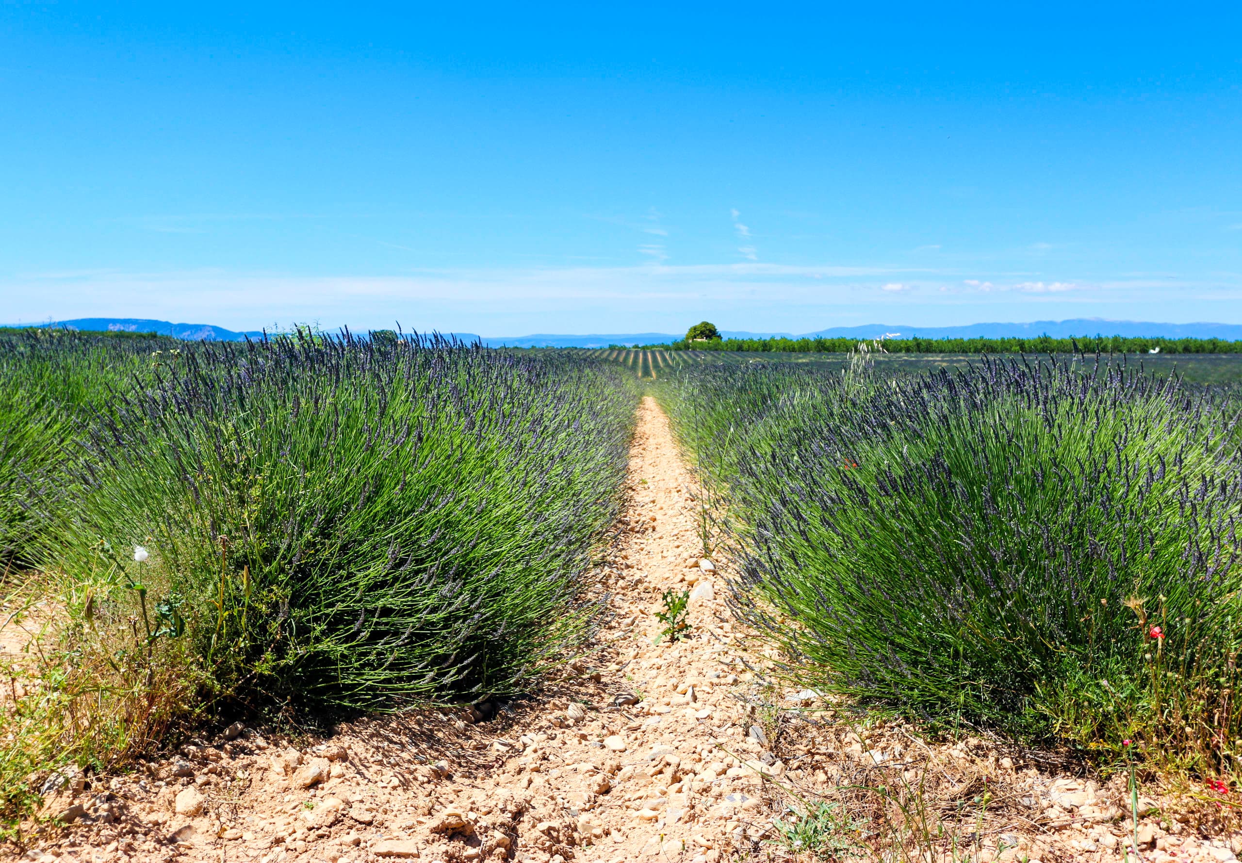Vineyard rows and rolling hills with couple walking outdoors