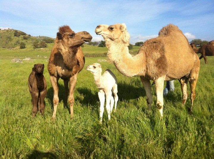 Camel family grazing on green hillside at sunny ranch