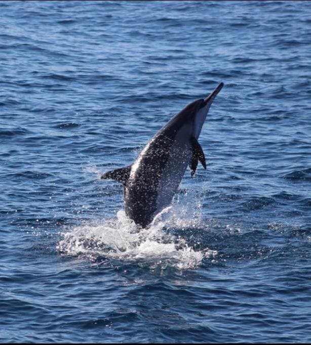 Wildlife Encounter Snorkel in Waimea, Hawaii