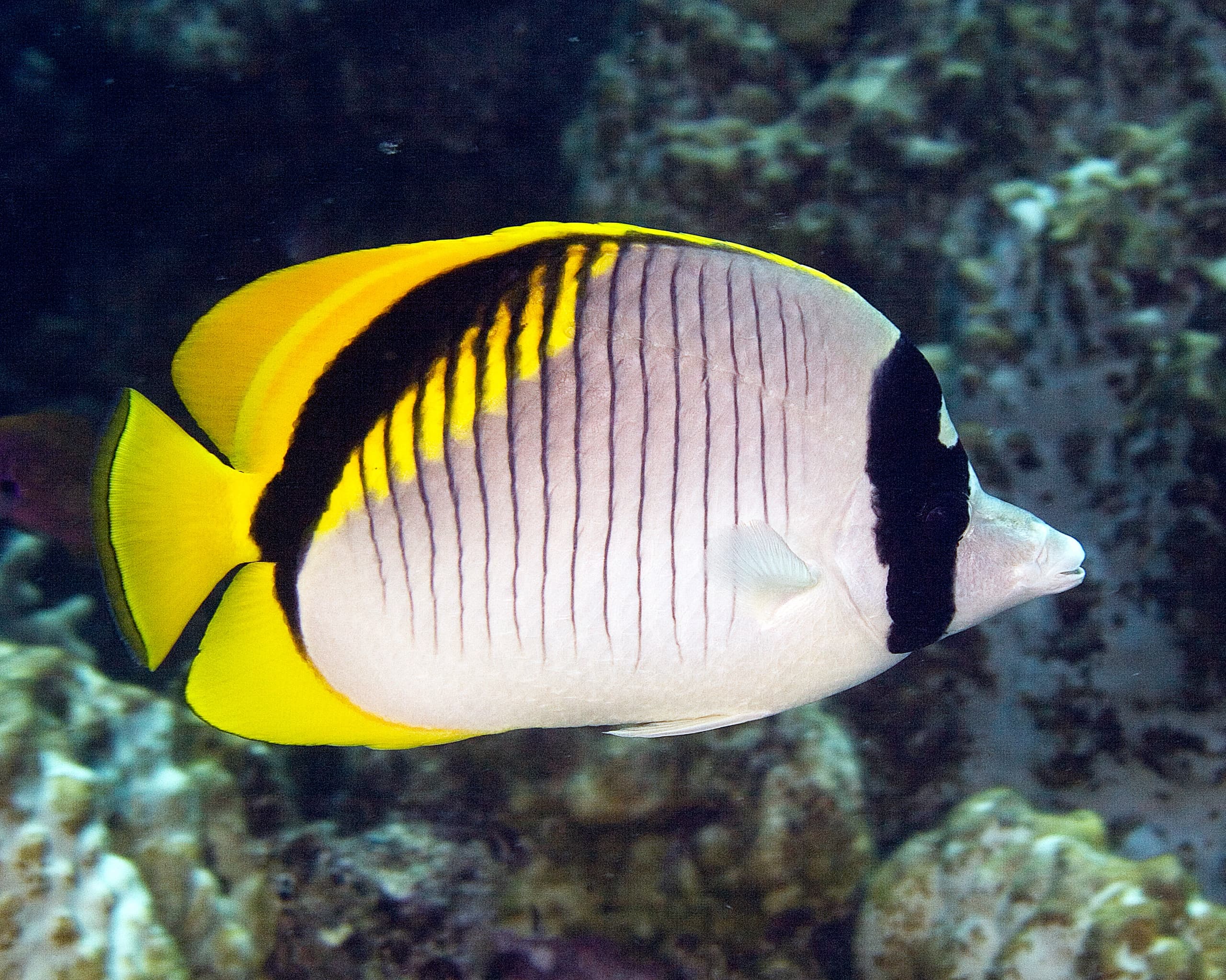 Water Activities & Kona Honu Divers: Fish ID Specialty in Hawai'i