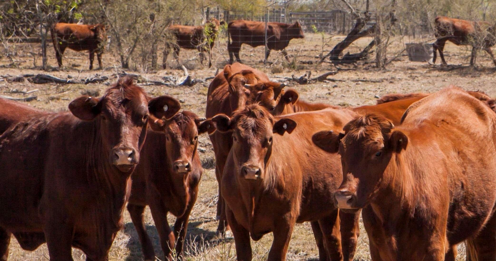 Private Ranch Tours at King Ranch, Kingsville TX