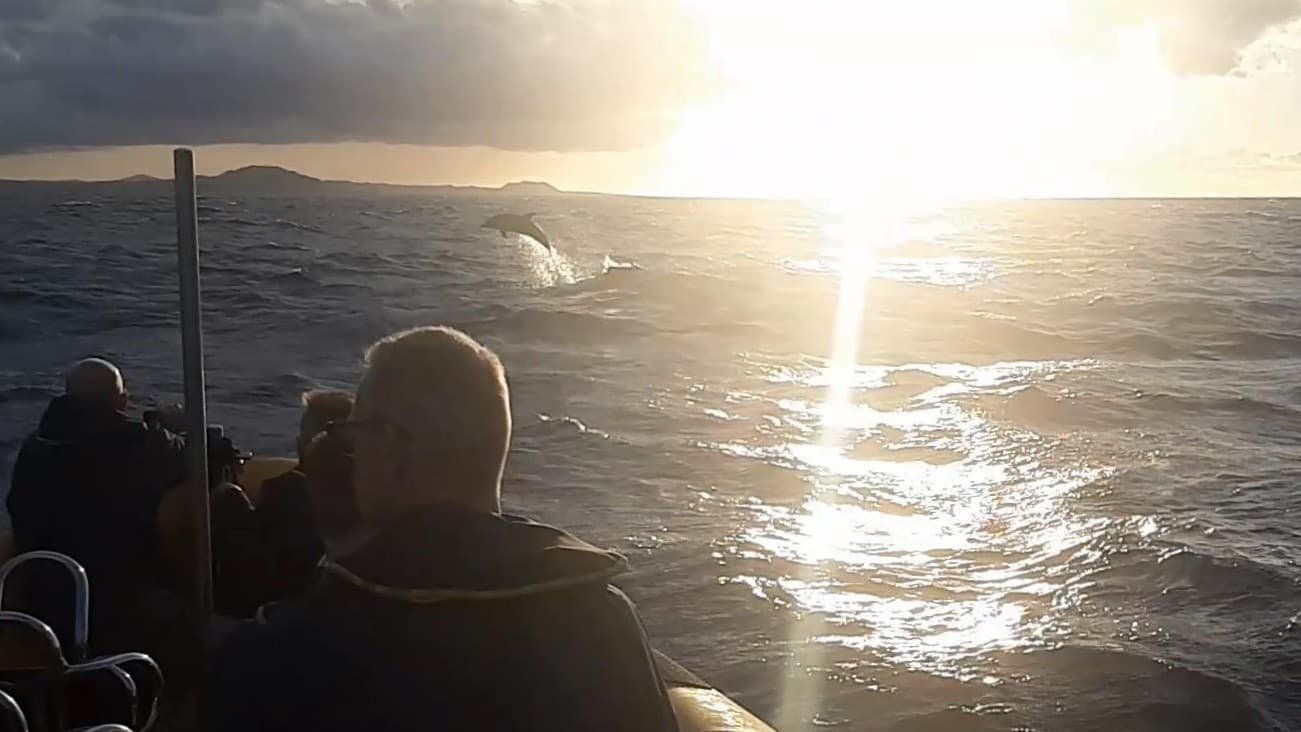 Dolphin and Marine Safari with Waverider Rib Experience in Lanzarote
