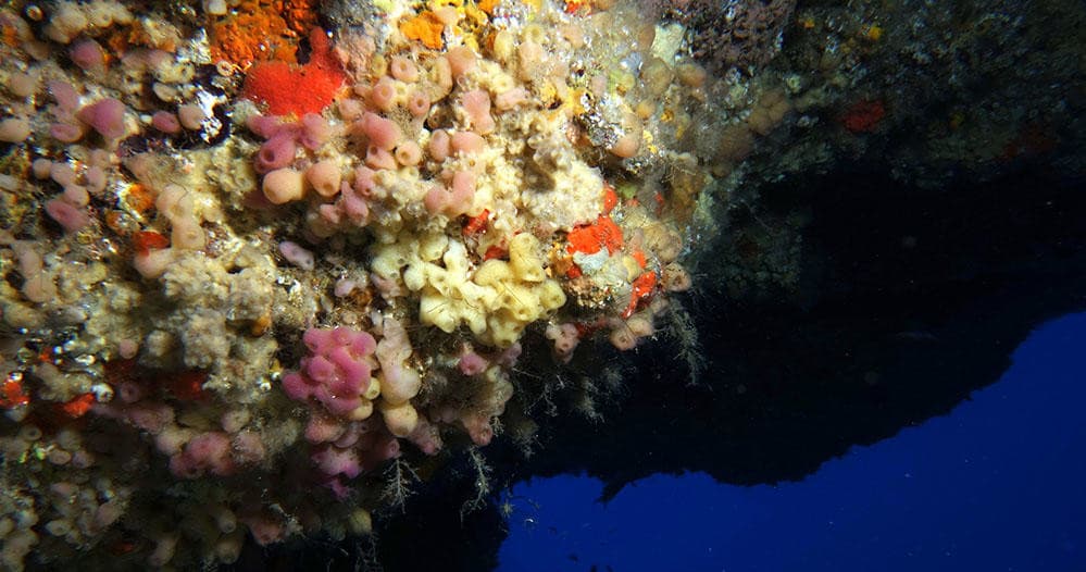 Water Activities & The Dive Shop Lanzarote: Discover Underwater Adventure