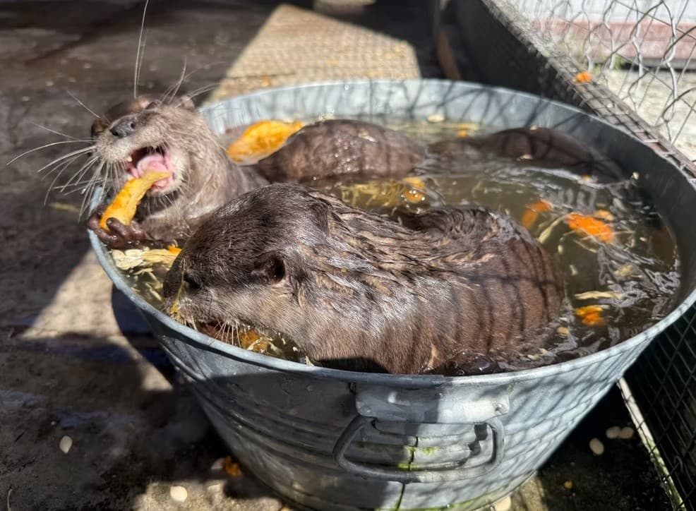 Otters eating in water tub in sunny outdoor enclosure