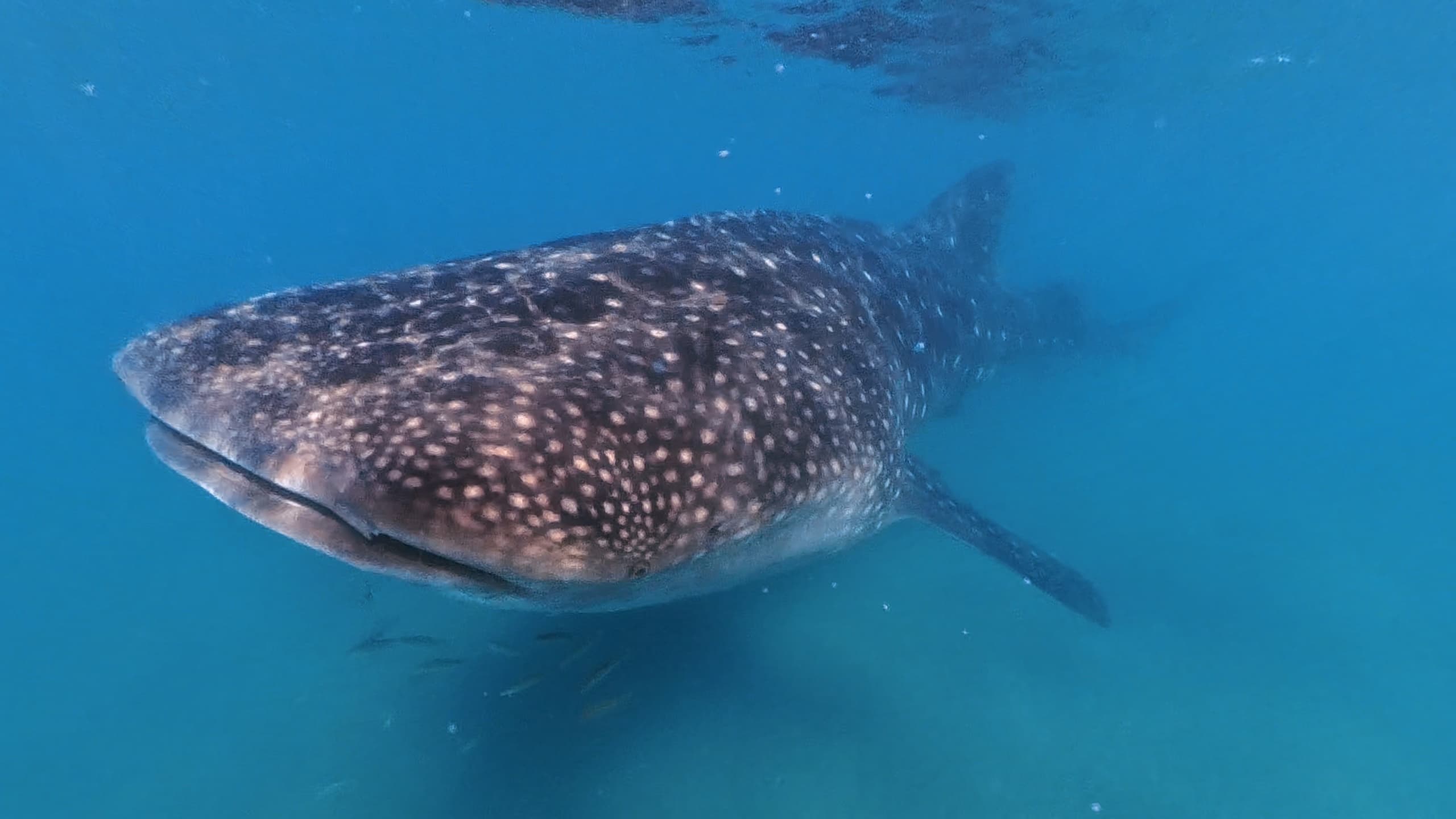 Up-Close With Gentle Giants: The Hook Whale Shark Experience in La Paz photo 4