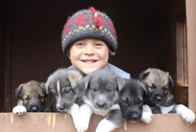 Inside the Sled Dog Kennel: Musher Presentation & Puppy Experience in Whittier