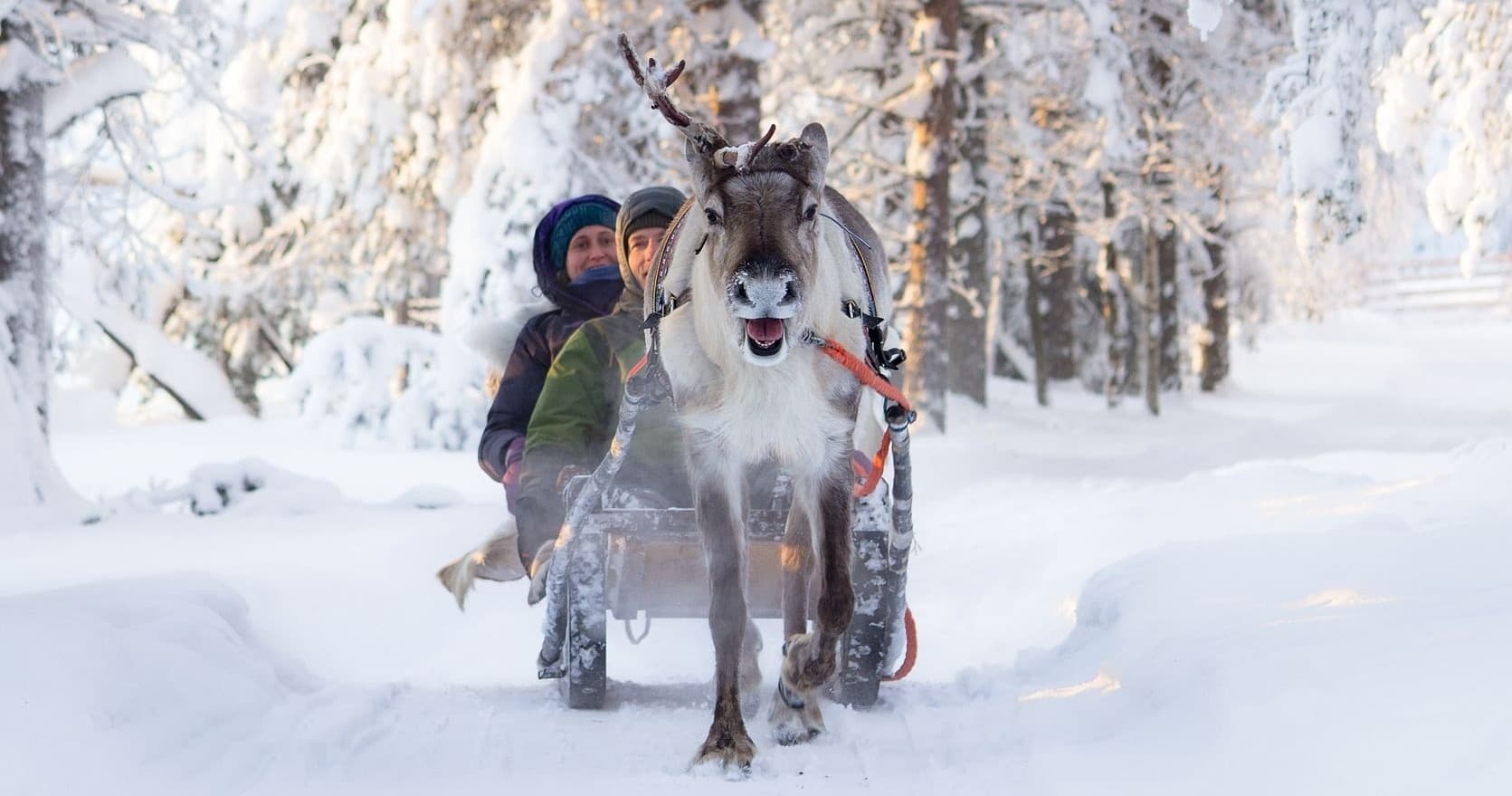 Musher driving dog sled through snowy Nordic forest trail