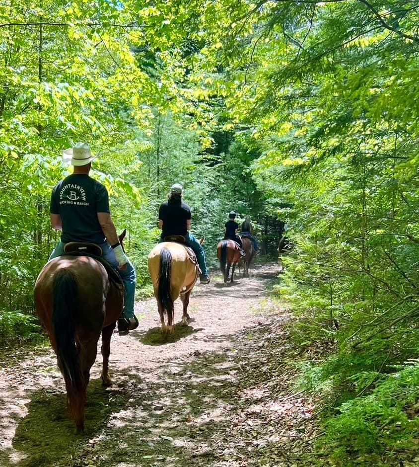 Trail horseback riding through lush green forest single-file