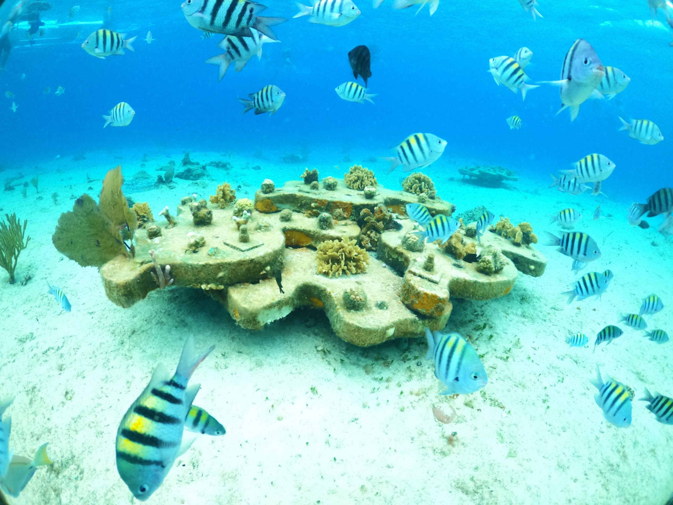 Water Activities & Envatours: Cozumel's Underwater Marvels
