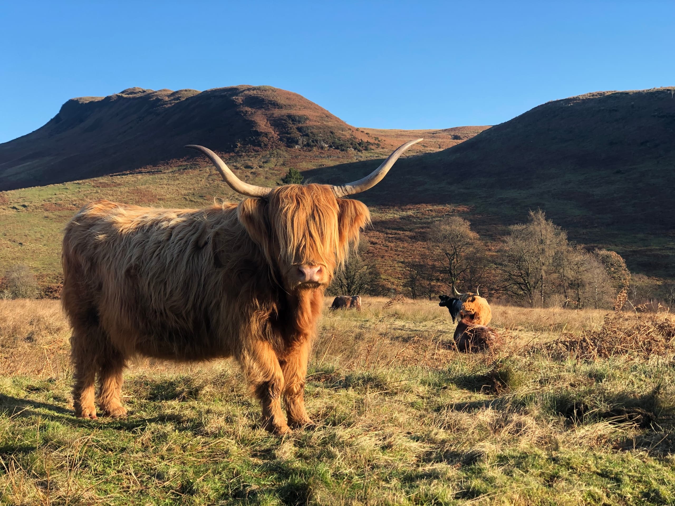 Highland cattle grazing on moorland with hills at sunset