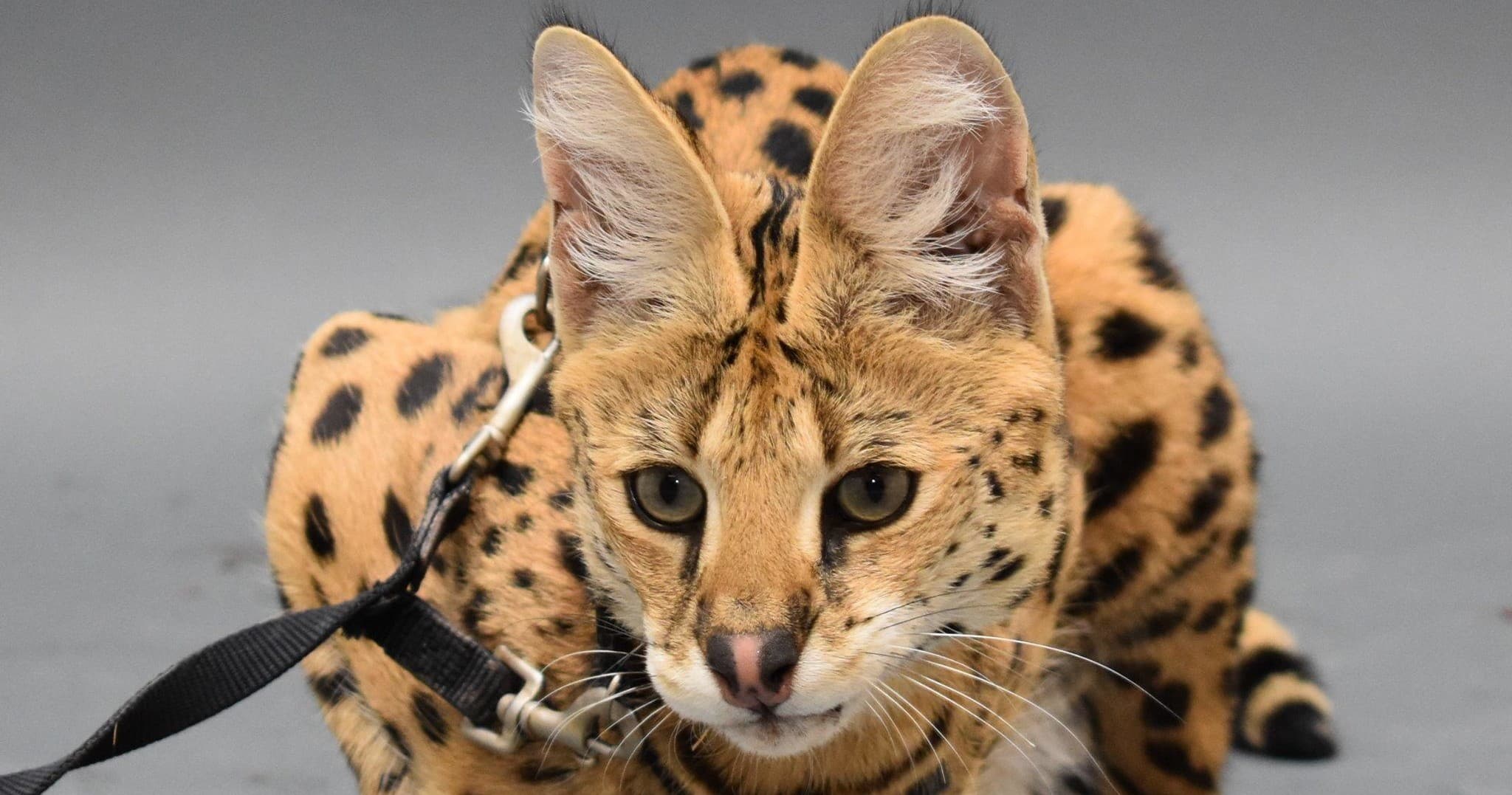Wildlife Encounter: Serval Meet & Greet at Downtown Aquarium Denver photo 1