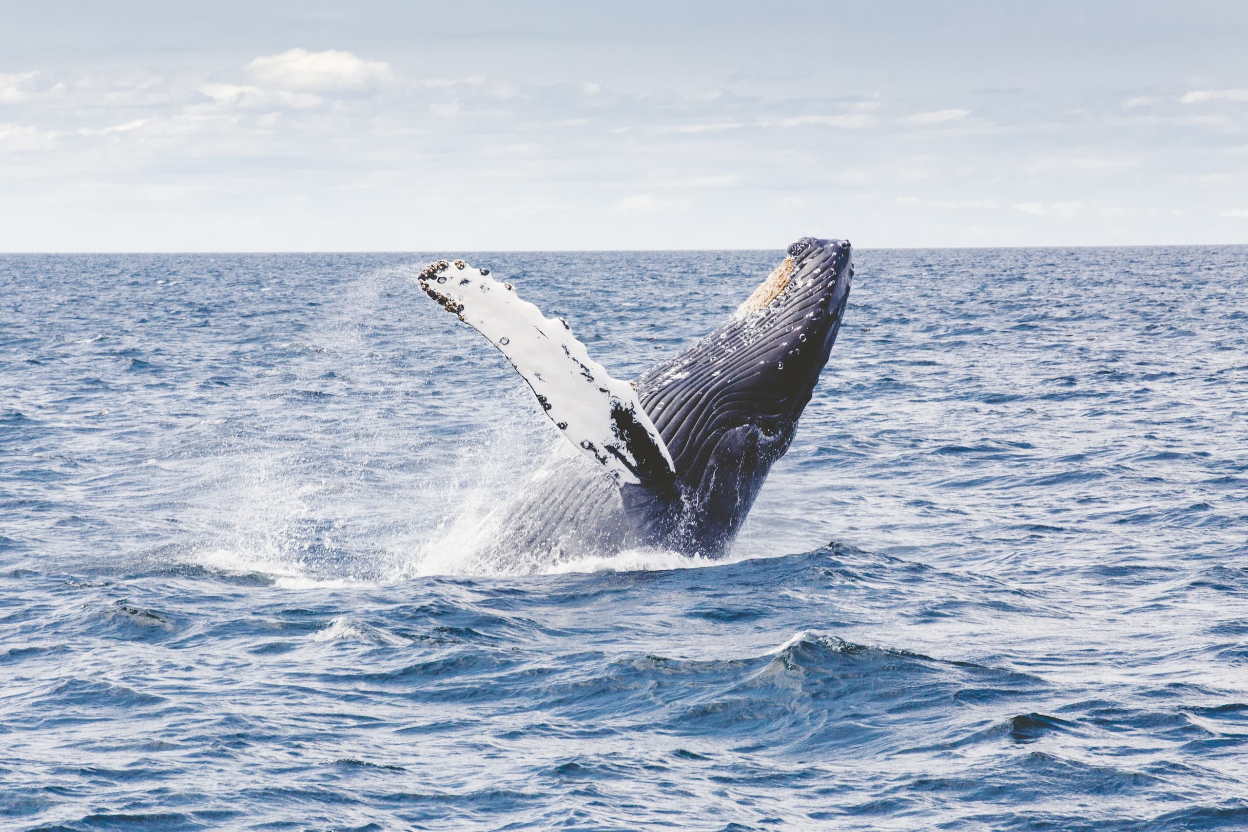 Private Afternoon Whale Watch from Kihei — Maui Humpback Encounters photo 2