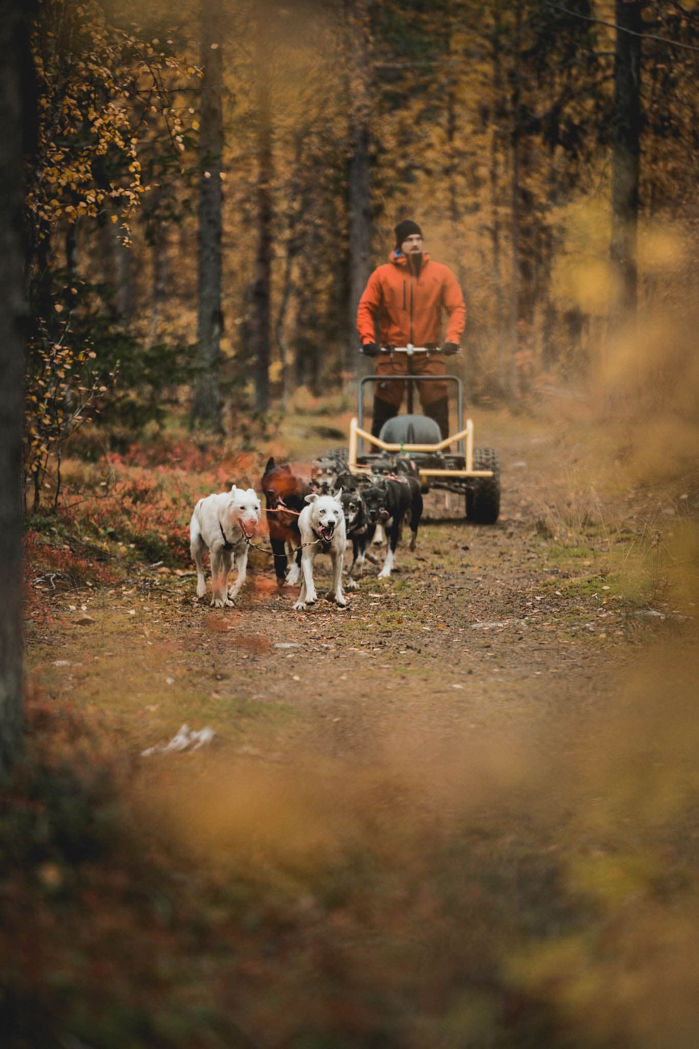 Winter & Summer Husky Tours via Husky Cart Adventures