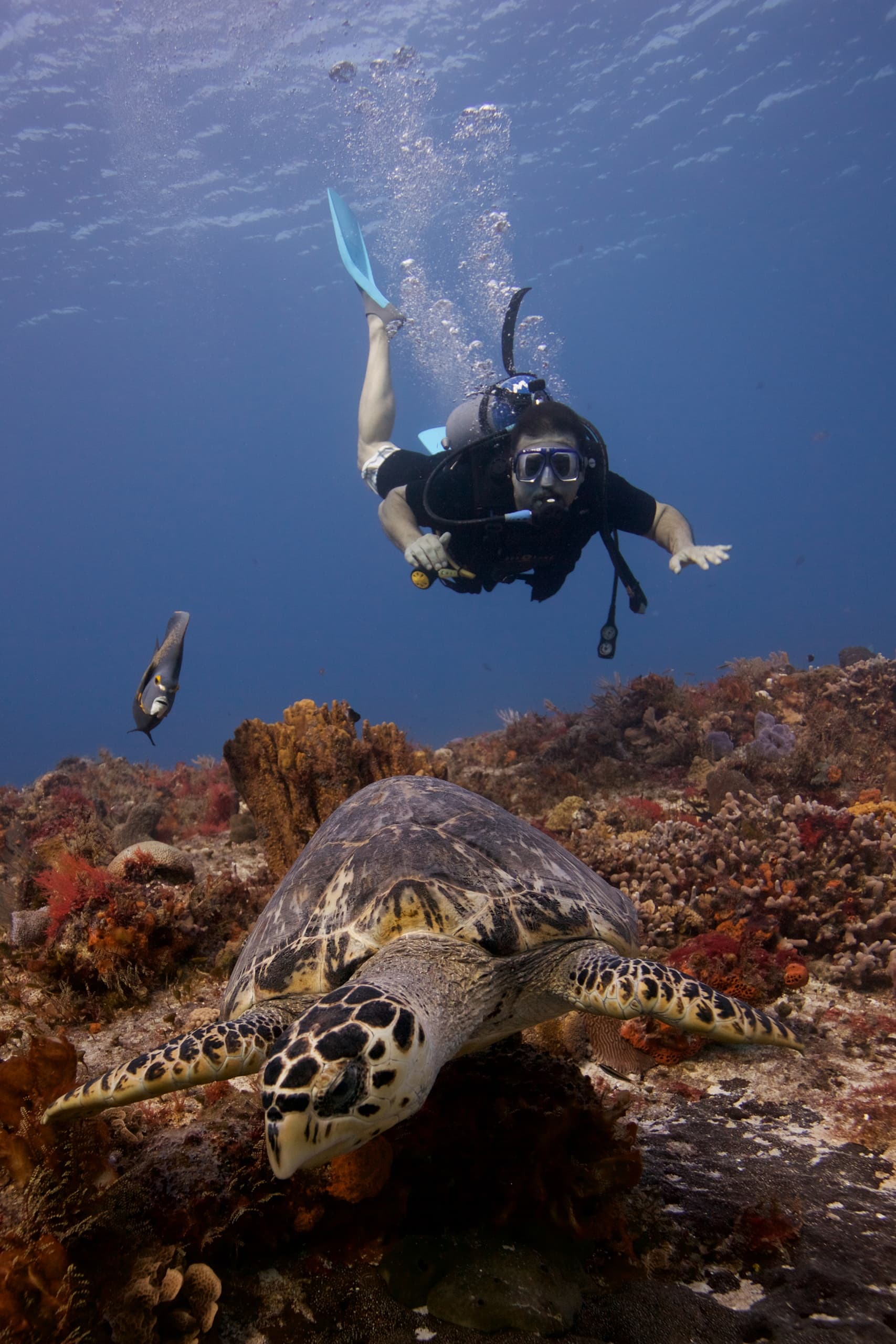 Learn to Dive in Playa del Carmen: Open Water Diver Course with Dive Mike photo 4