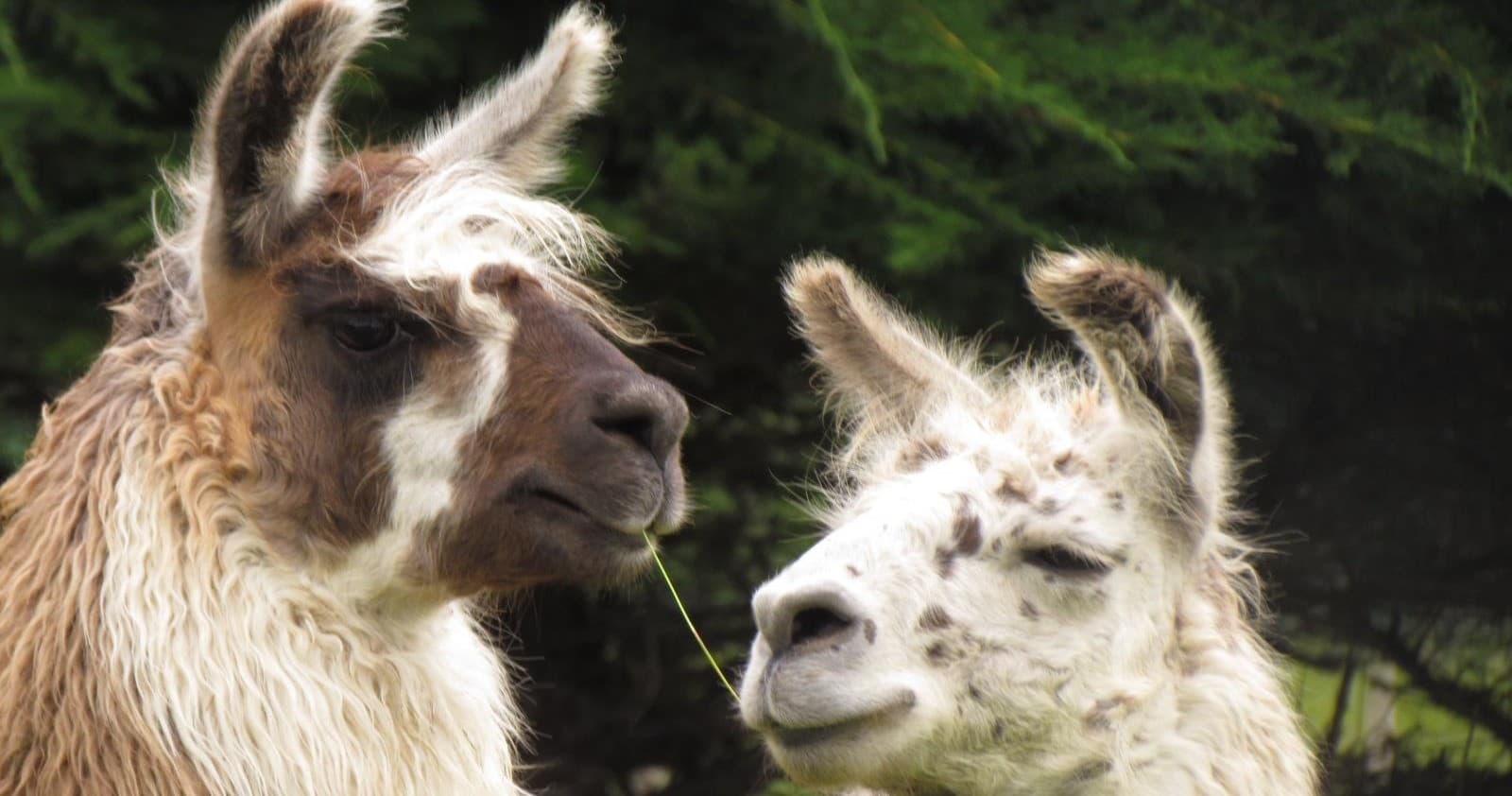 Close-up of two llamas grazing with forested backdrop, Kaikoura