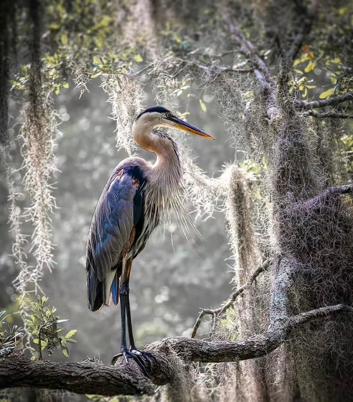 Lowcountry Wildlife Cruise: Coastal Savannah Eco Experience from Savannah Marina photo 2