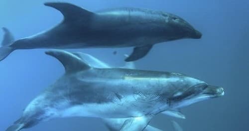Dolphin & Seal Swim Adventure with Moonraker Dolphin Swims