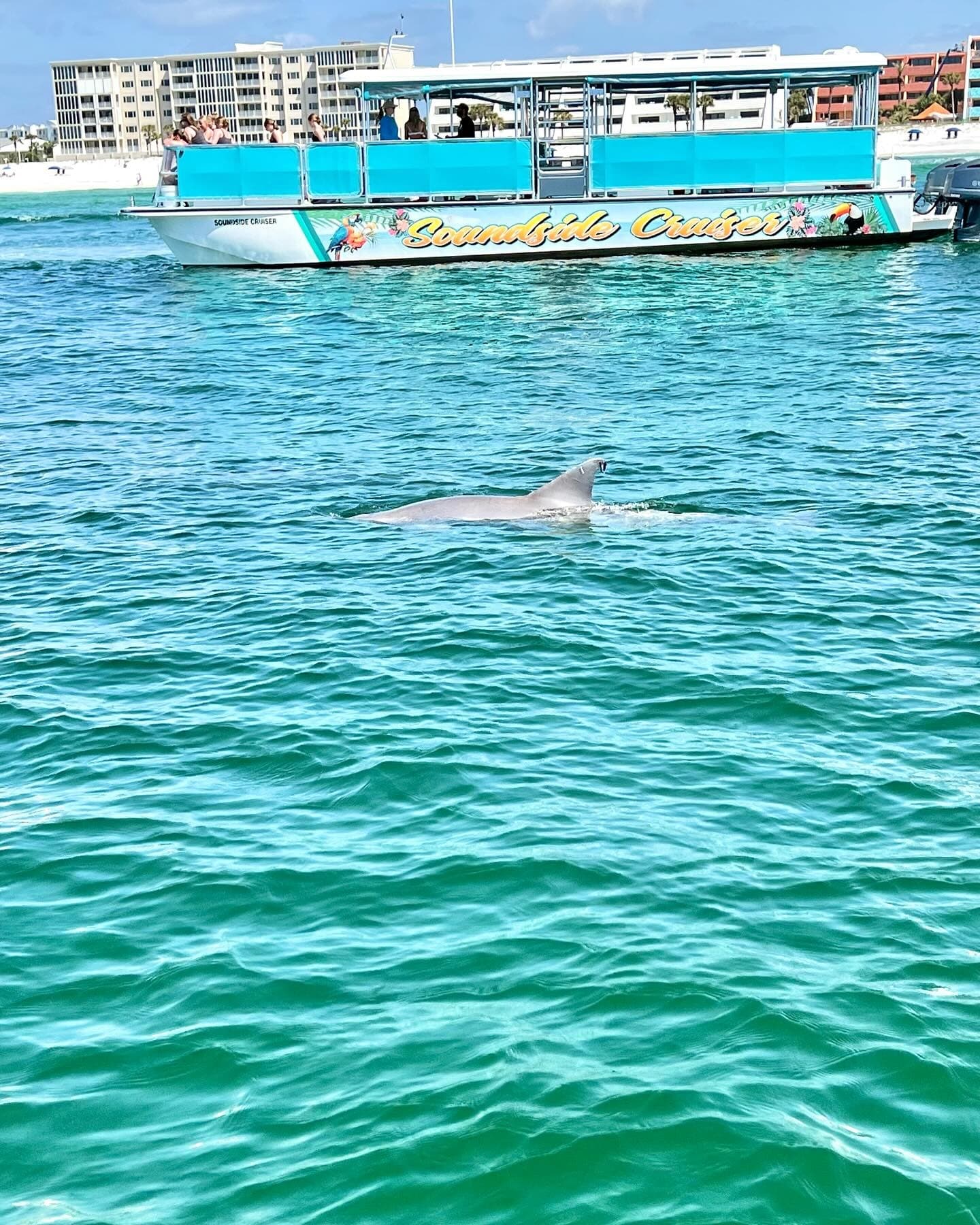Dolphin Cruise with Soundside Cruiser in Fort Walton Beach
