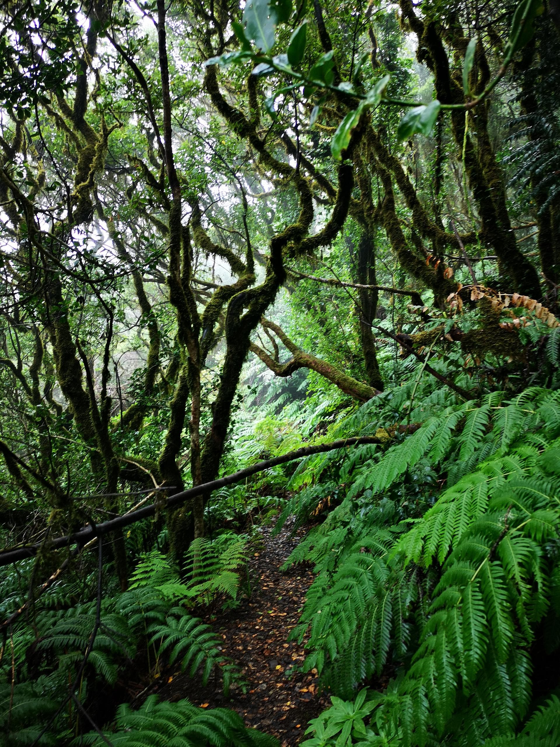 Hiking & Cultural Tour of Anaga Mountains with Comfort Tours Tenerife